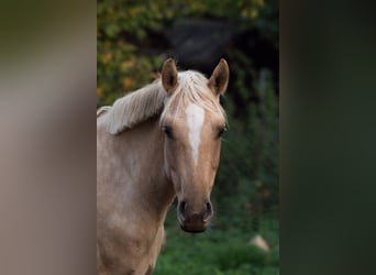 Poni alemán, Yegua, 7 años, 142 cm, Dunalino (Cervuno x Palomino)