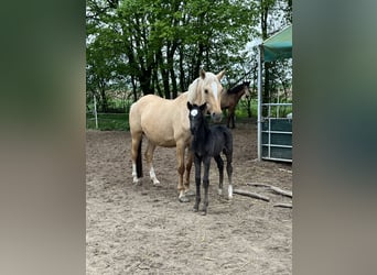 Poni alemán, Yegua, 7 años, 142 cm, Dunalino (Cervuno x Palomino)