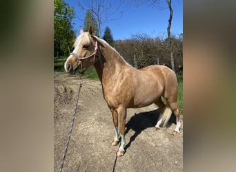 Poni alemán, Yegua, 7 años, 142 cm, Palomino