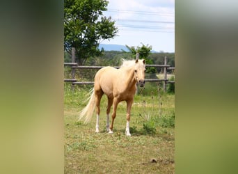 Poni alemán, Yegua, 7 años, 142 cm, Palomino