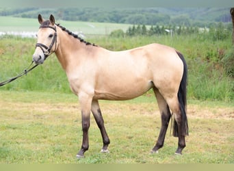 Poni alemán, Yegua, 7 años, 143 cm, Bayo
