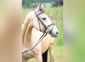 Poni alemán, Yegua, 7 años, 143 cm, Bayo