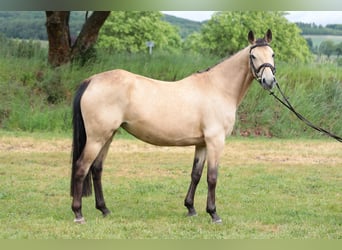 Poni alemán, Yegua, 7 años, 143 cm, Bayo