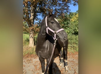 Poni alemán, Yegua, 7 años, 144 cm, Negro