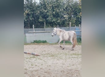 Poni alemán, Yegua, 7 años, 144 cm, Tordo rodado