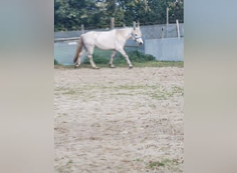 Poni alemán, Yegua, 7 años, 144 cm, Tordo rodado