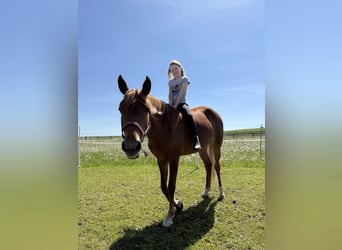 Poni alemán, Yegua, 7 años, 145 cm, Alazán