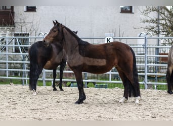 Poni alemán, Yegua, 7 años, 145 cm, Castaño