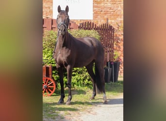Poni alemán, Yegua, 7 años, 145 cm, Negro
