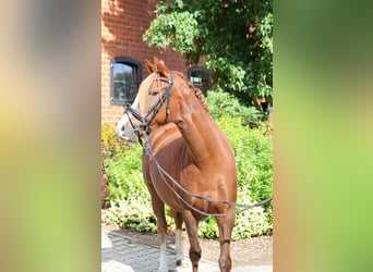 Poni alemán, Yegua, 7 años, 146 cm, Alazán-tostado