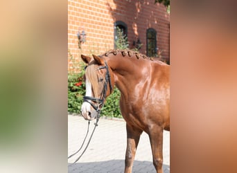 Poni alemán, Yegua, 7 años, 146 cm, Alazán-tostado