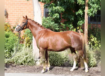 Poni alemán, Yegua, 7 años, 146 cm, Alazán-tostado
