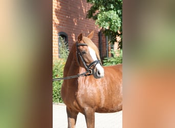 Poni alemán, Yegua, 7 años, 146 cm, Alazán-tostado