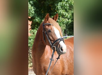 Poni alemán, Yegua, 7 años, 146 cm, Alazán-tostado