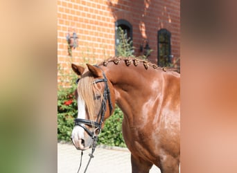 Poni alemán, Yegua, 7 años, 146 cm, Alazán-tostado
