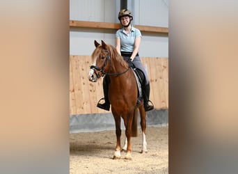 Poni alemán, Yegua, 7 años, 146 cm, Alazán-tostado