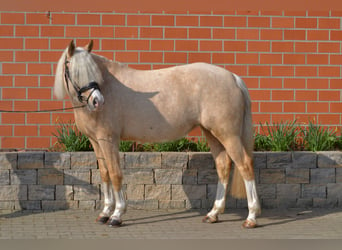 Poni alemán, Yegua, 7 años, 146 cm, Palomino