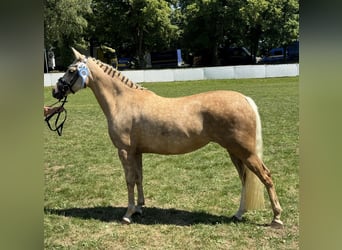 Poni alemán, Yegua, 7 años, 146 cm, Palomino