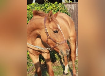 Poni alemán, Yegua, 7 años, 147 cm, Alazán