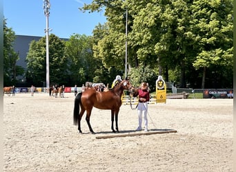 Poni alemán, Yegua, 7 años, 147 cm, Castaño