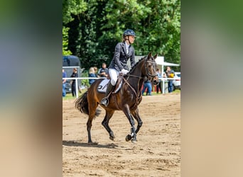 Poni alemán, Yegua, 7 años, 147 cm, Castaño oscuro