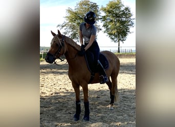 Poni alemán, Yegua, 7 años, 147 cm, Red Dun/Cervuno