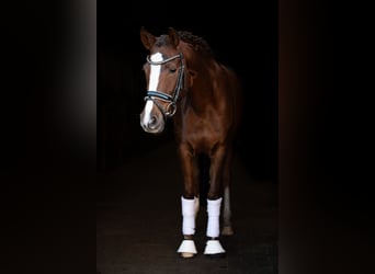 Poni alemán, Yegua, 7 años, 148 cm, Alazán-tostado