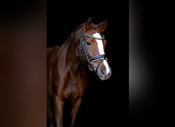 Poni alemán, Yegua, 7 años, 148 cm, Alazán-tostado