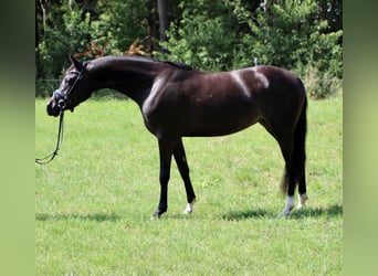 Poni alemán, Yegua, 7 años, 148 cm, Castaño oscuro