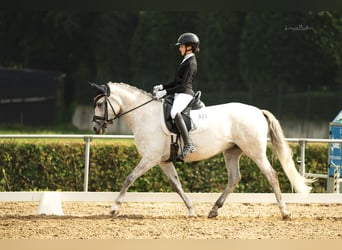 Poni alemán, Yegua, 7 años, 148 cm, Tordo