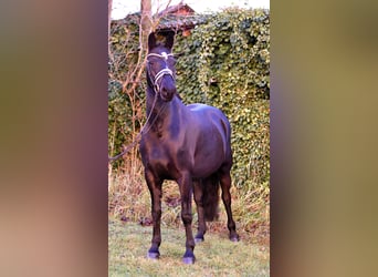 Poni alemán, Yegua, 7 años, 150 cm, Negro