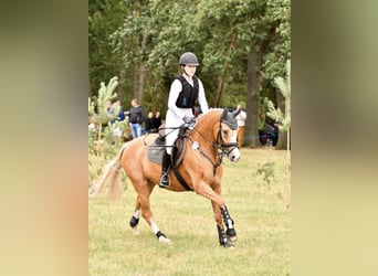Poni alemán, Yegua, 7 años, 151 cm, Bayo
