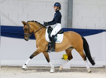Poni alemán, Yegua, 7 años, 151 cm, Bayo