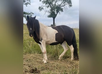 Poni alemán, Yegua, 7 años, Pío