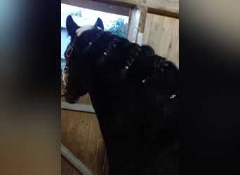 Poni alemán, Yegua, 8 años, 144 cm, Castaño oscuro