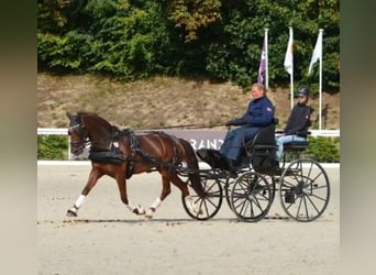 Poni alemán, Yegua, 8 años, 145 cm, Alazán-tostado