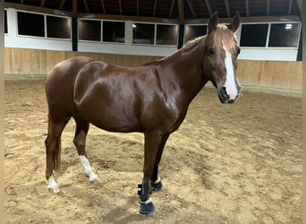 Poni alemán, Yegua, 8 años, 145 cm, Alazán-tostado