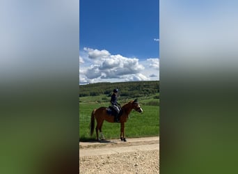 Poni alemán, Yegua, 8 años, 145 cm, Alazán-tostado