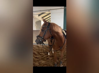 Poni alemán, Yegua, 8 años, 145 cm, Alazán-tostado
