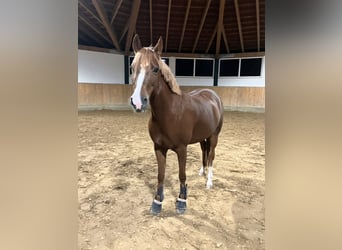 Poni alemán, Yegua, 8 años, 145 cm, Alazán-tostado