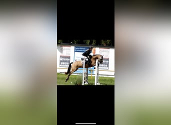 Poni alemán, Yegua, 8 años, 146 cm, Buckskin/Bayo