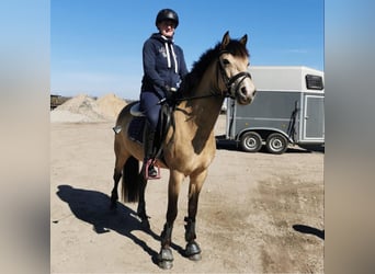 Poni alemán, Yegua, 8 años, 146 cm, Buckskin/Bayo
