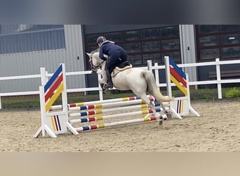 Poni alemán, Yegua, 8 años, 146 cm, Tordo picazo