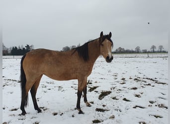 Poni alemán, Yegua, 8 años, 148 cm, Buckskin/Bayo