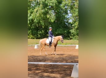 Poni alemán, Yegua, 8 años, 148 cm, Palomino