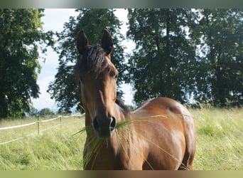 Poni alemán Mestizo, Yegua, 8 años, 152 cm, Castaño