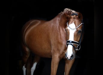 Poni alemán, Yegua, 8 años, 155 cm, Alazán