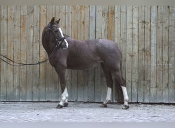 Poni alemán, Yegua, 9 años, 145 cm, Ruano alazán