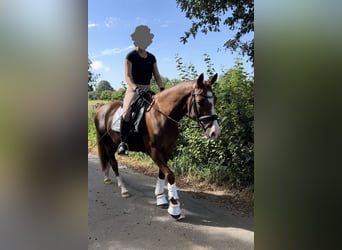 Poni alemán, Yegua, 9 años, 146 cm, Alazán-tostado