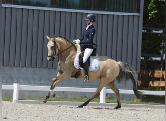 Poni alemán, Yegua, 9 años, 146 cm, Bayo